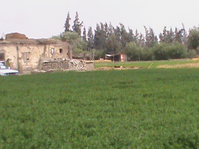 2- جانب من زراعات القرية