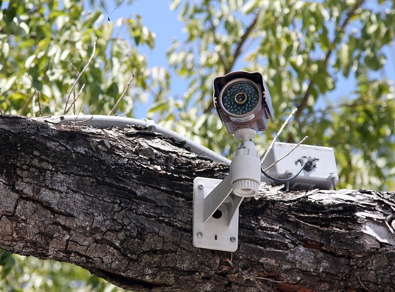 800px-CCTV_in_tree