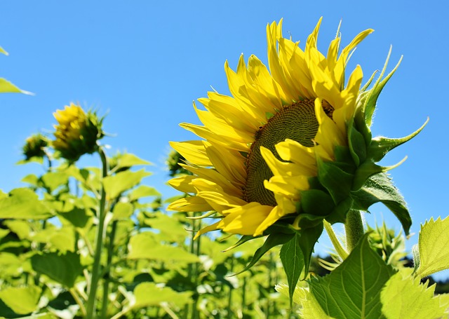 sunflower-3514915_640