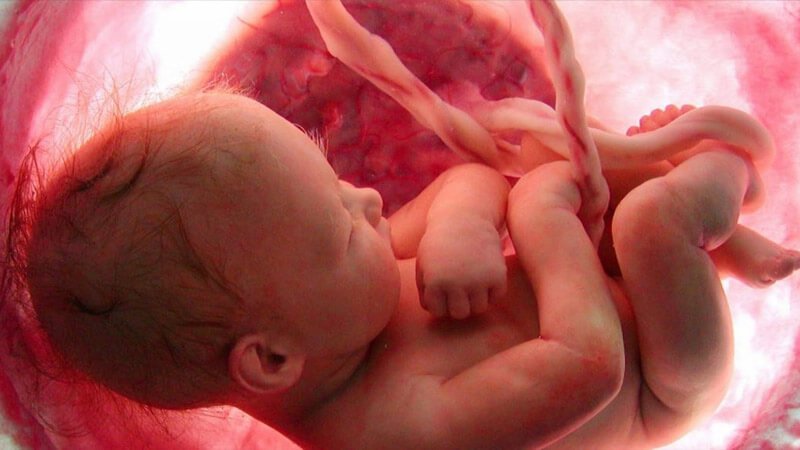 17-development-fetus-fifth-month