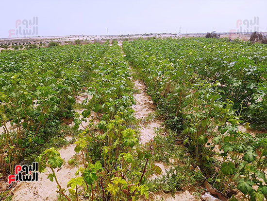 119416-إنتاج-متميز-لمزارع-قرى-الشيخ-زويد-بسيناء-(2)