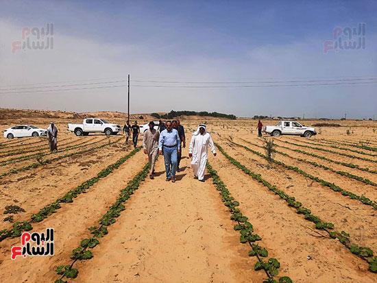 73174-إنتاج-متميز-لمزارع-قرى-الشيخ-زويد-بسيناء-(6)