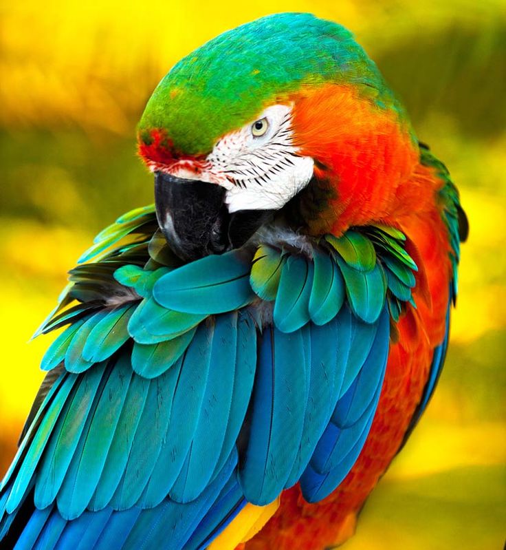 parrots-birds-download-images
