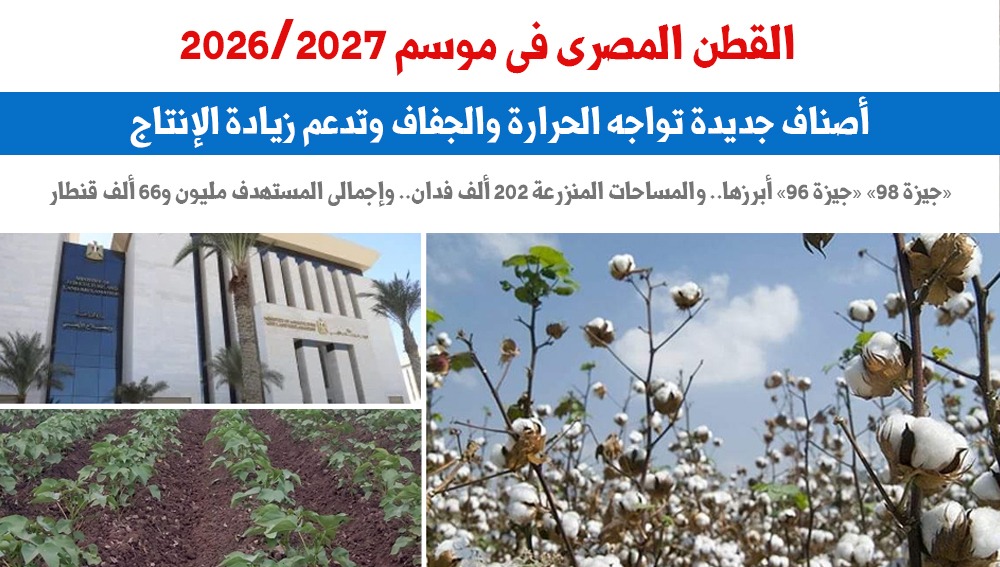 القطن المصرى