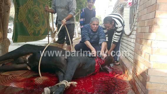 أمين مسعود يذبح عجلا للاحتفال بفوزه مع عمال شركته وحملته الانتخابية  (1)