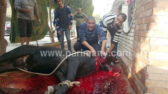 أمين مسعود يذبح عجلا للاحتفال بفوزه مع عمال شركته وحملته الانتخابية  (3)