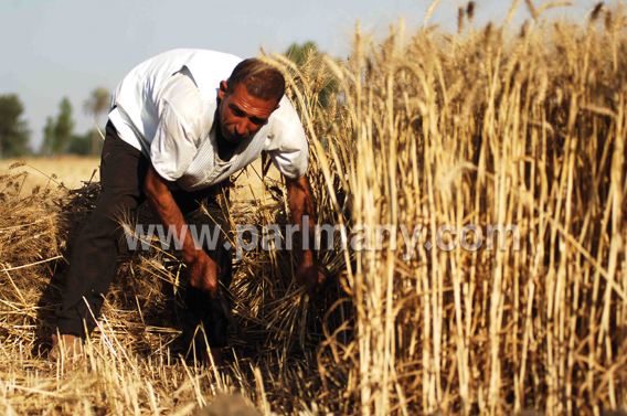 زراعة القمح
