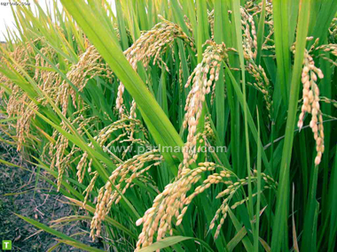 مزارع-ارز