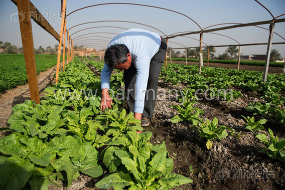 550695-ارض-المزراع-الصينى-فى-مصر