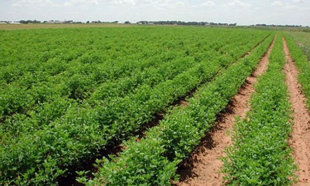 الزراعة: ارتفاع المساحات المنزرعة بالمحاصيل الصيفية لـ3 ملايين و989 ألف فدان 