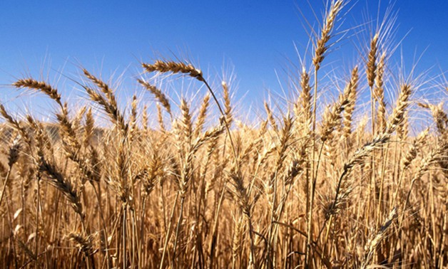 "الزراعة": ارتفاع المساحات المزروعة بالقمح لـ2.9 مليون فدان والبحيرة فى المقدمة
