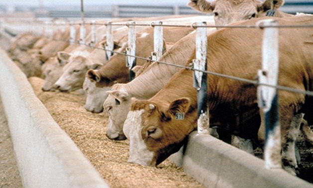 تقرير حكومى: تحصين 61 مليون رأس ماشية وطائر ضد 5 أمراض وبائية 