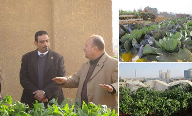 طارق حسانين "نائب إمبابة": مبادرة زراعة أسطح المنازل فى الدائرة نجحت