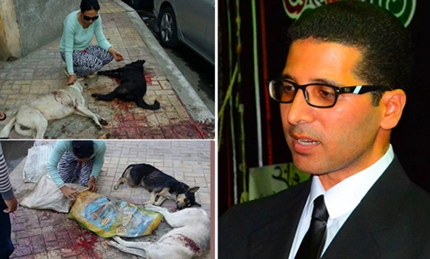 هيثم الحريرى: مشاهد قتل كلاب الشوارع فى الإسكندرية جريمة بشعة يجب محاسبة منفذيها