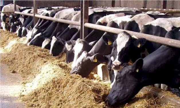 بيلاروسيا تقرر بناء مزرعة ألبان فى مصر مكونة من 1000 رأس ماشية