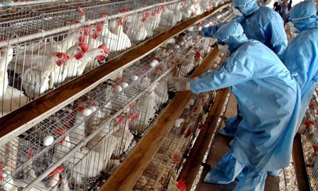 مفاجأة.. "الزراعة": لا توجد عترات جديدة لأنفلونزا الطيور فى مصر منذ 10 سنوات