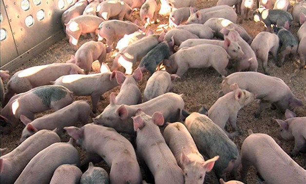  محمد فرج عامر يتقدم بطلب عاجل لرئيس مجلس النواب عن ارتفاع الإصابة بأنفلونزا الخنازير 