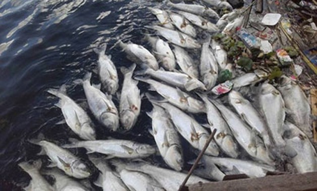 عصام فخرى "نائب البحيرة": نفوق الأسماك يظهر كل عام نتيجة نقص مياه النيل فى الشتاء 