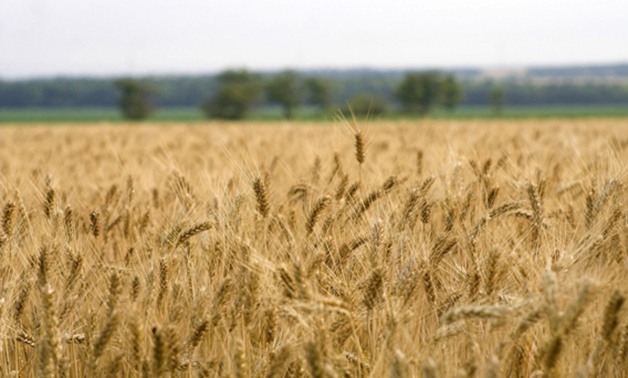 زراعة 120 ألف فدان من القمح بمحافظة سوهاج حتى الآن
