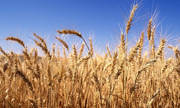 برلمانى: مشروعات الدولة ساهمت فى تأمين احتياطى القمح والسلع الاستراتيجية لأشهر