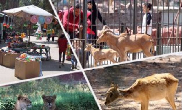 "فى شم النسيم" تعرف على الأماكن المفضلة لزوار حديقة حيوان الجيزة