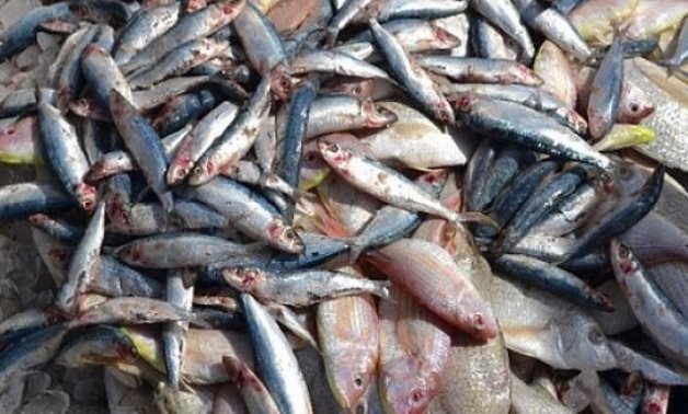 ننشر أسعار وكميات الأسماك الموردة من وزارة الزراعة لمنافذ التموين