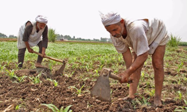 "الزراعة": توفير 43% من مقررات السماد للمحصول الشتوى والصرف بالمعاينة