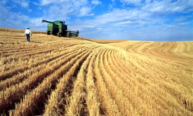 "المحافظين": تراجع مساحة القمح المزروعة بسبب الأسعار و4 إجراءات تخرجنا من عنق الزجاجة