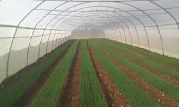 "الزراعة" تمنح تراخيص لـ24 ألف صوبة خضراوات خلال 3 شهور لزيادة الإنتاج