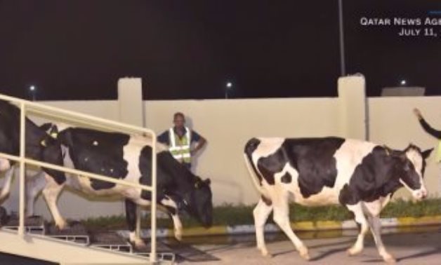 بالفيديو.. قطر تستورد الأبقار من أوروبا بالطائرات لمواجهة نقص الحليب
