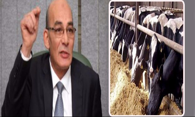 مفاجأة.. نائب برلمانى: مشروع البتلو ليس حلا لمواجة الزيادة المستمرة فى أسعار اللحوم