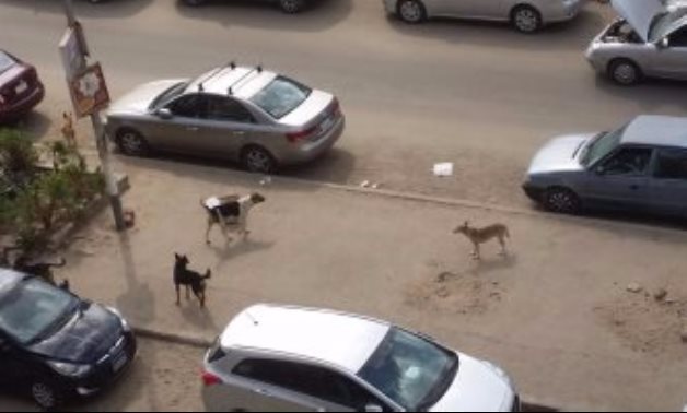 الكلاب الضالة تهدد حياة المواطنين بشارع سليم فى الزيتون بالقاهرة