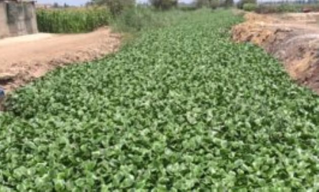 غضب بين مزارعى محافظة الغربية بسبب نقص مياه الرى لزراعة محصول الأرز