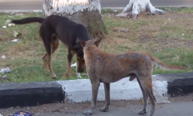 قارئ يشكو انتشار الكلاب الضالة فى شوارع الحى العاشر بمدينة نصر