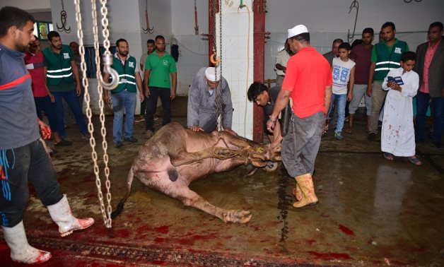 بالصور.. محافظ مطروح يذبح 37 رأس ماشية لتوزيع لحومها على الفقراء