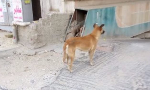 شكوى من انتشار الكلاب الضالة فى شارع "السباق" بمصر الجديدة