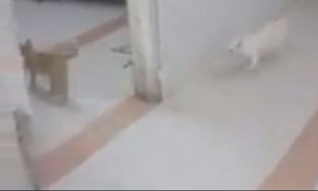 القطط تنتشر داخل غرف المرضى فى مستشفى أبو كبير بالشرقية