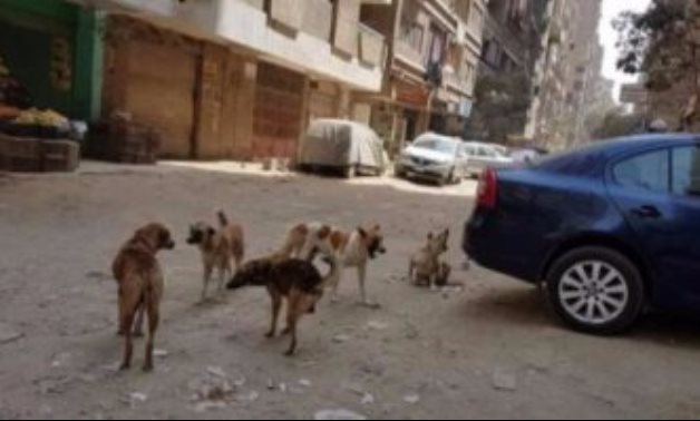 صحافة المواطن.. الكلاب الضالة تثير ذعر المواطنين الأهالى فى شوارع الحى الرابع بأكتوبر