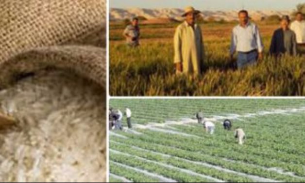 طلب إحاطة لوزير الزراعة بسبب استيراد ​110 آلاف طن أرز هندى لصالح هيئة السلع التموينية