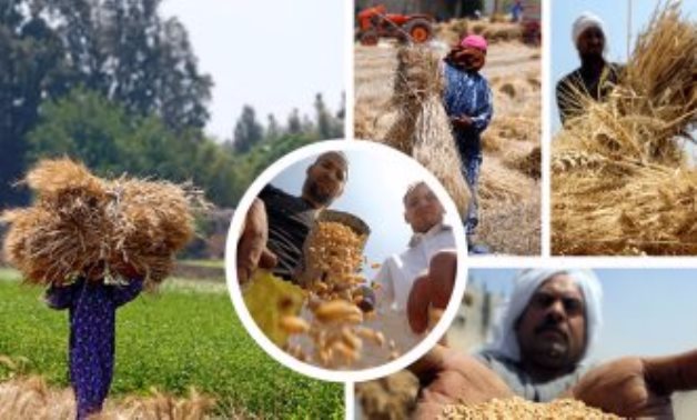 "الزراعة" تعلن انطلاق موسم زراعة القمح والشعير فى شمال سيناء