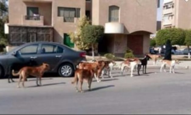 بالصور.. مواطنون يشكون من انتشار الكلاب الضالة بشوارع التجمع الأول
