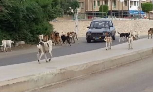 شكوى من انتشار الكلاب الضالة بشارع ألماظة فى مصر الجديدة