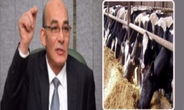 بشرى سارة ..نائب: مشروع المليون رأس ماشية حقق الاكتفاء الذاتى وخفض أسعار اللحوم