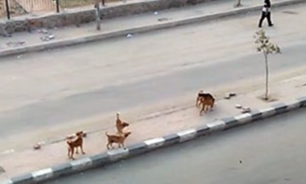 صحافة الدائرة انتشار ظاهرة الكلاب الضالة بشارع الشيخ منصور فى عزبة النخل برلمانى
