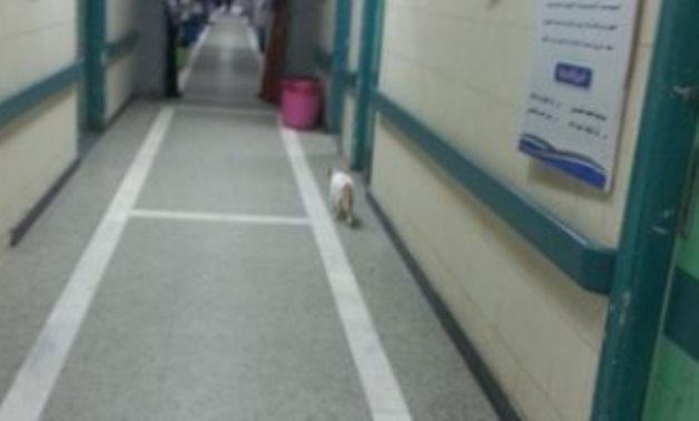 صحافة المواطن.. قارىء يرصد تواجد قطط داخل مستشفى كفر الشيخ العام
