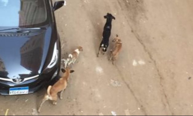 صحافة الدائرة.. شكوى من انتشار الكلاب الضالة فى شارع الرياضة بمدينة نصر