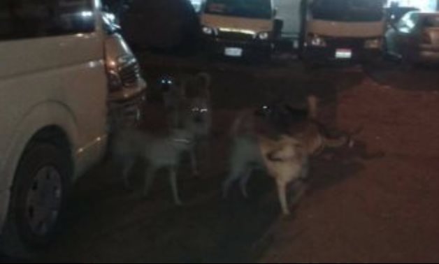 أهالى دائرة عين شمس تستغيث من انتشار ظاهرة الكلاب الضالة فى شارع إبراهيم عبد الرازق