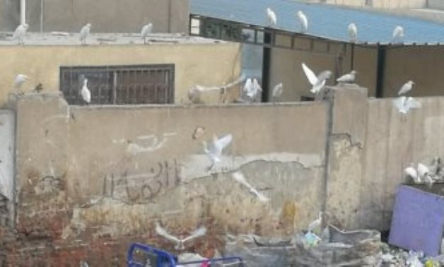 صحافة المواطن.. أكوام القمامة تحاصر مستشفى حميات بنها (صور)