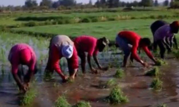 الزراعة: ارتفاع صادرات مصر الزراعية لأكثر من 5.3 مليون طن والموالح فى المقدمة