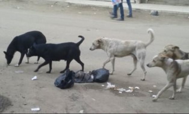 سكان شارع "طومان باى" بالزيتون يستغيثون بسبب انتشار الكلاب الضالة